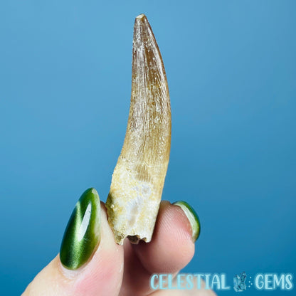 Plesiosaur (Zarafasaura) Tooth Fossil