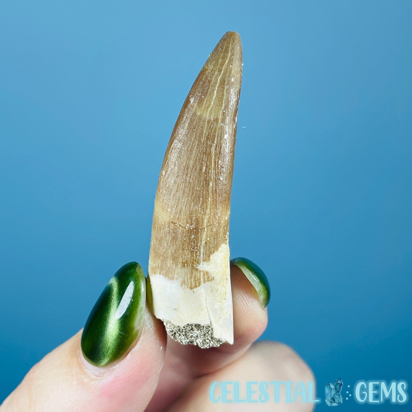 Plesiosaur (Zarafasaura) Tooth Fossil