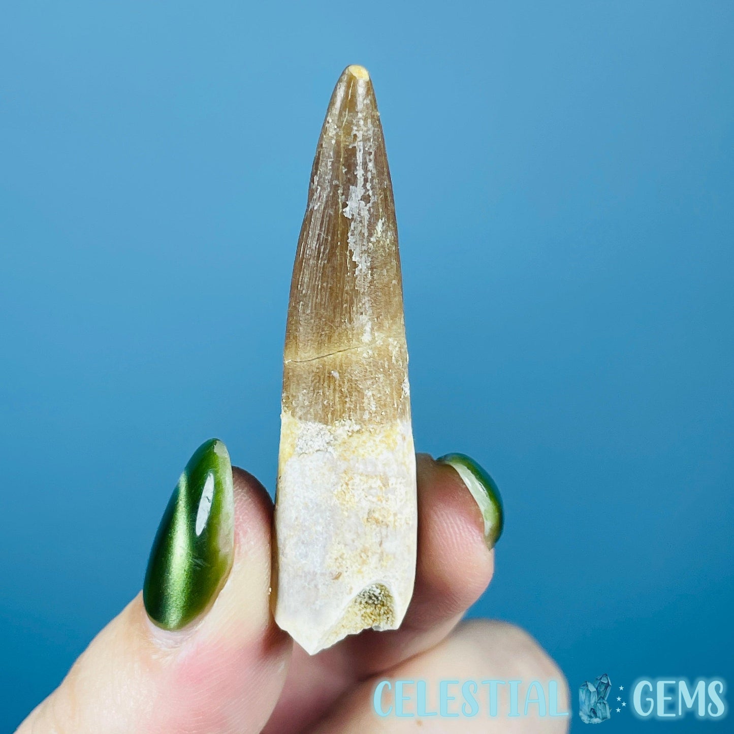 Plesiosaur (Zarafasaura) Tooth Fossil