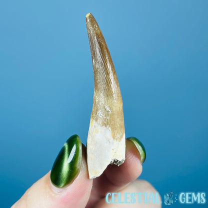Plesiosaur (Zarafasaura) Tooth Fossil