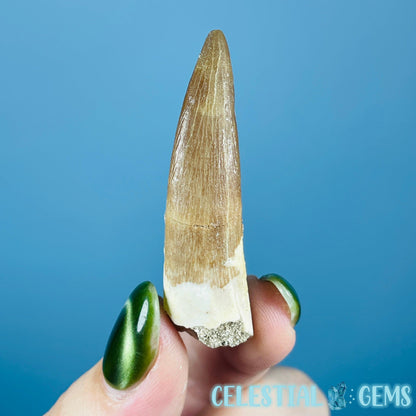 Plesiosaur (Zarafasaura) Tooth Fossil