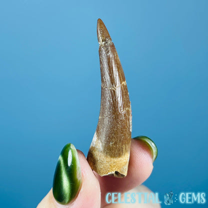 Plesiosaur (Zarafasaura) Tooth Fossil