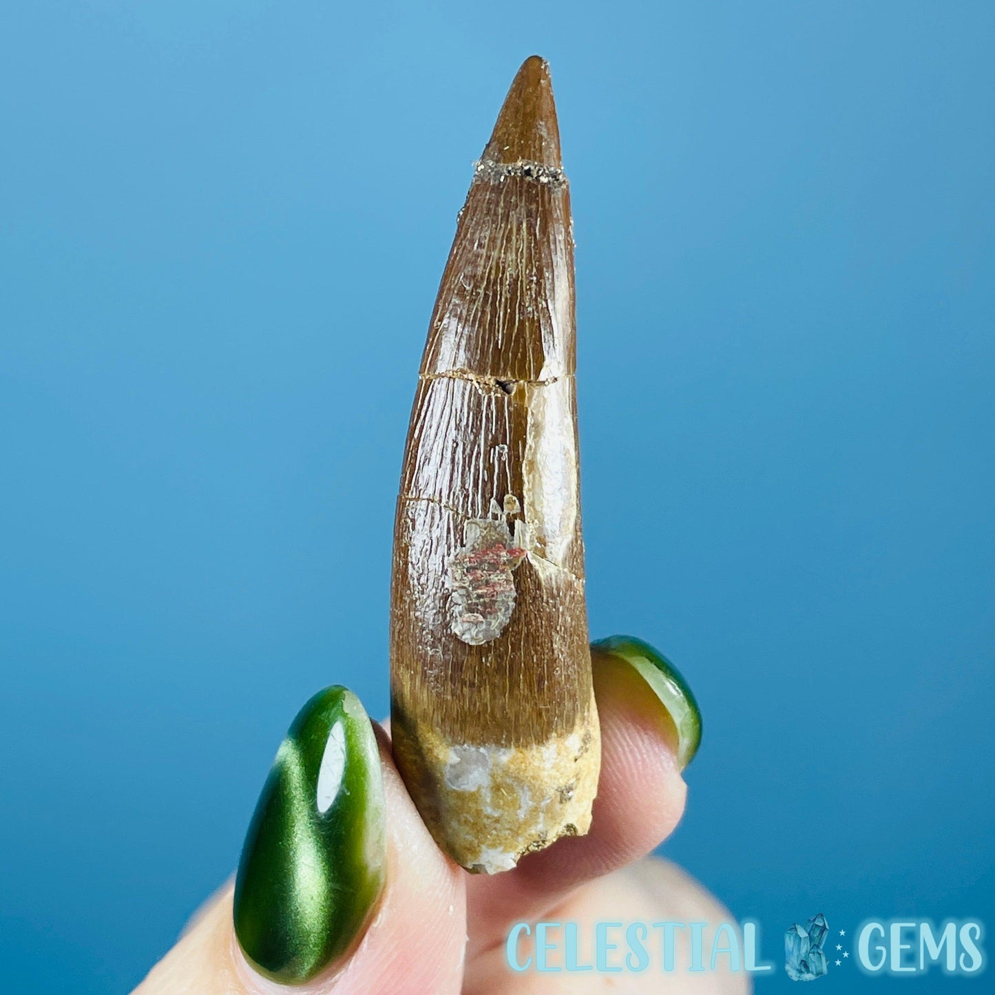 Plesiosaur (Zarafasaura) Tooth Fossil