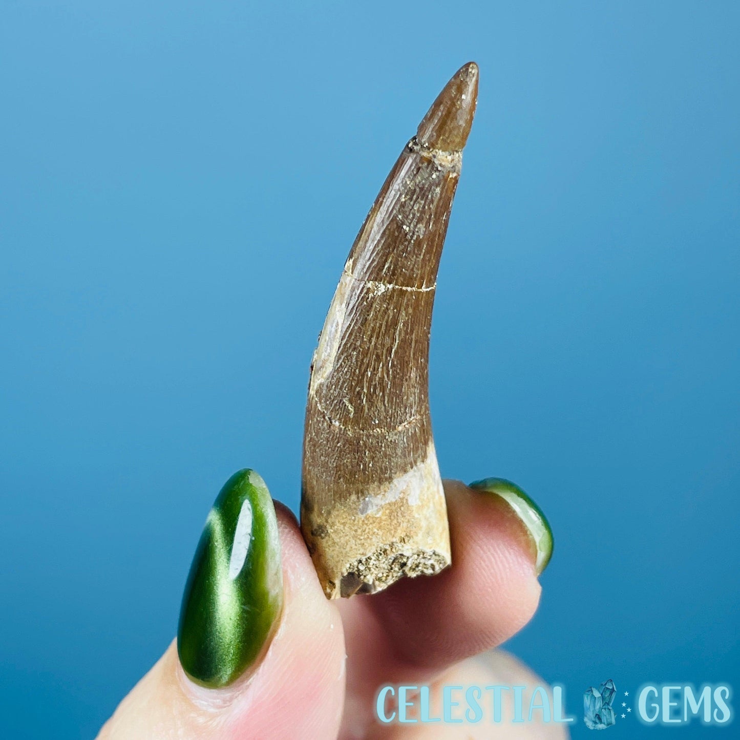 Plesiosaur (Zarafasaura) Tooth Fossil