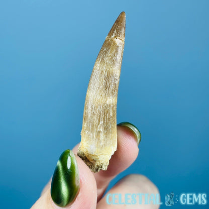 Plesiosaur (Zarafasaura) Tooth Fossil