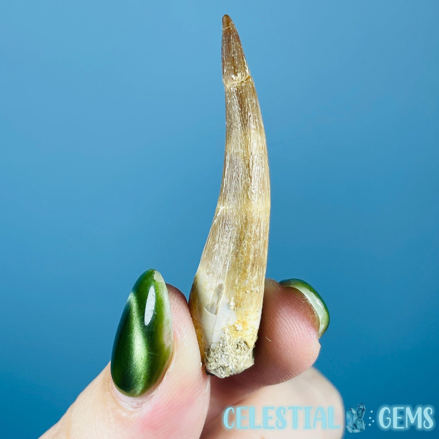 Plesiosaur (Zarafasaura) Tooth Fossil
