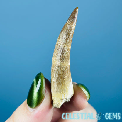 Plesiosaur (Zarafasaura) Tooth Fossil