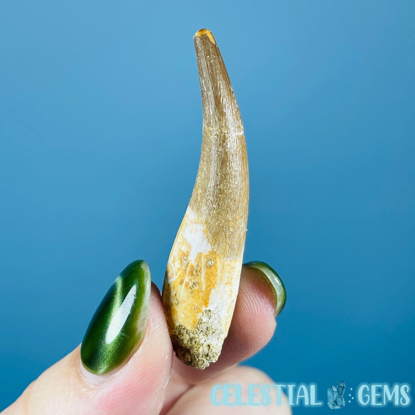 Plesiosaur (Zarafasaura) Tooth Fossil