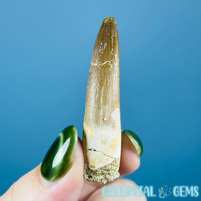 Plesiosaur (Zarafasaura) Tooth Fossil
