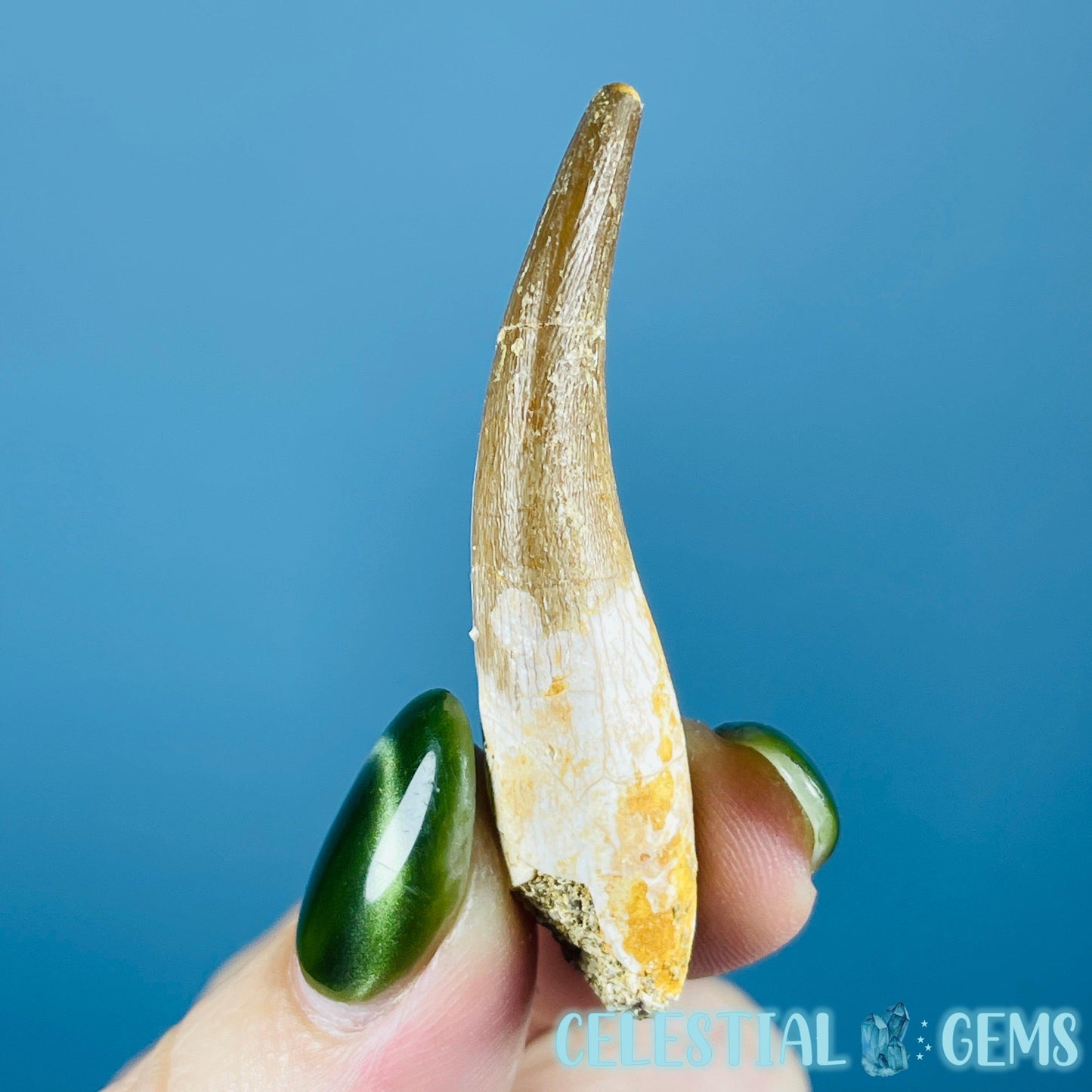 Plesiosaur (Zarafasaura) Tooth Fossil