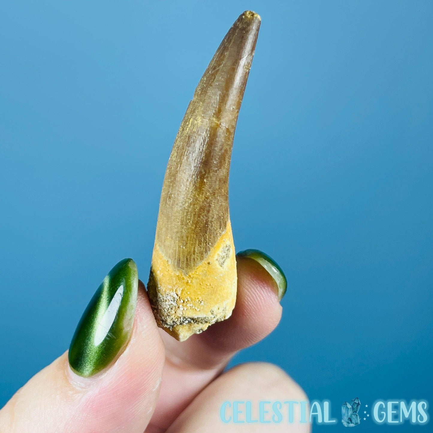 Plesiosaur (Zarafasaura) Tooth Fossil