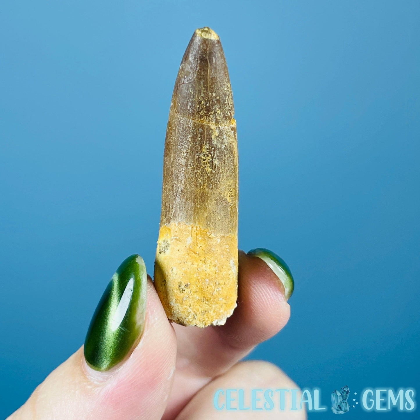 Plesiosaur (Zarafasaura) Tooth Fossil