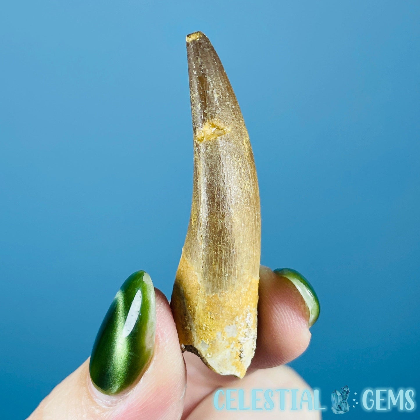 Plesiosaur (Zarafasaura) Tooth Fossil