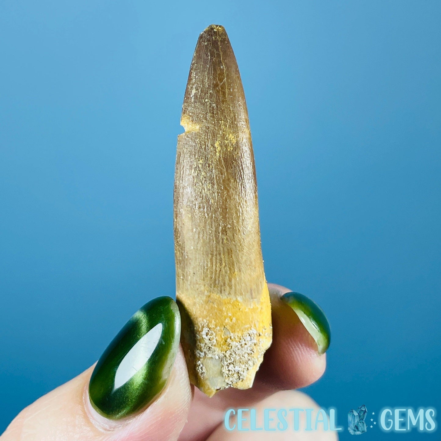 Plesiosaur (Zarafasaura) Tooth Fossil
