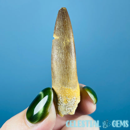 Plesiosaur (Zarafasaura) Tooth Fossil