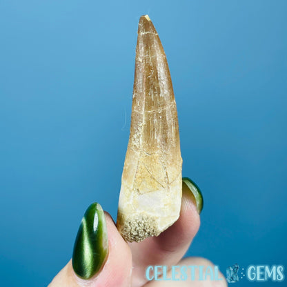 Plesiosaur (Zarafasaura) Tooth Fossil