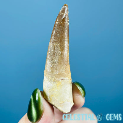 Plesiosaur (Zarafasaura) Tooth Fossil