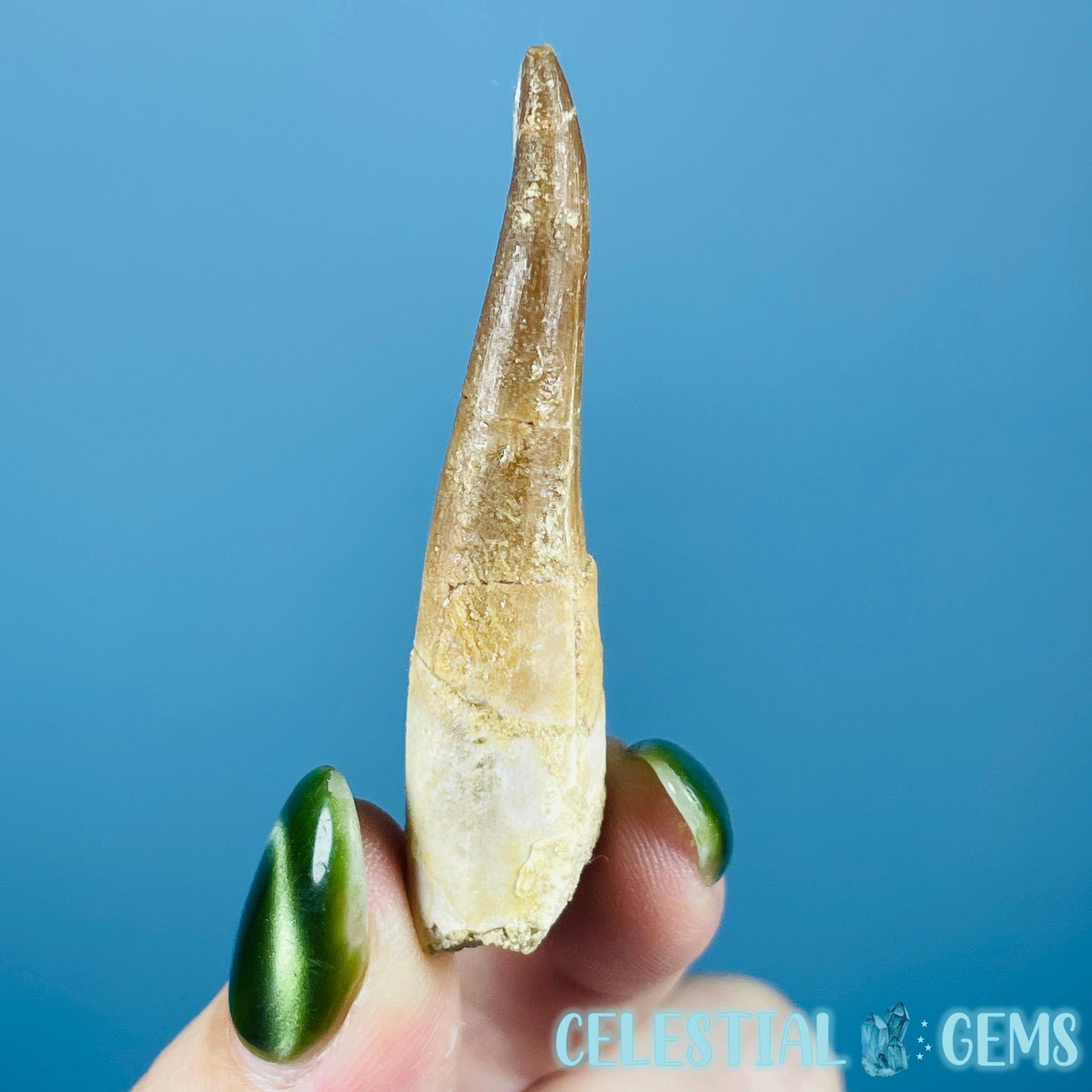 Plesiosaur (Zarafasaura) Tooth Fossil