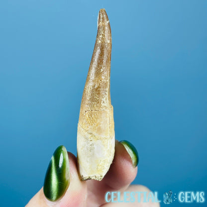 Plesiosaur (Zarafasaura) Tooth Fossil