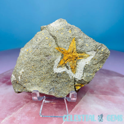 Petraster Feather Starfish Small Fossil Plate