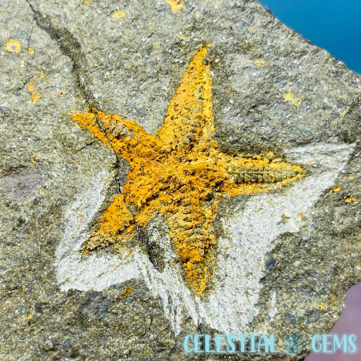 Petraster Feather Starfish Small Fossil Plate