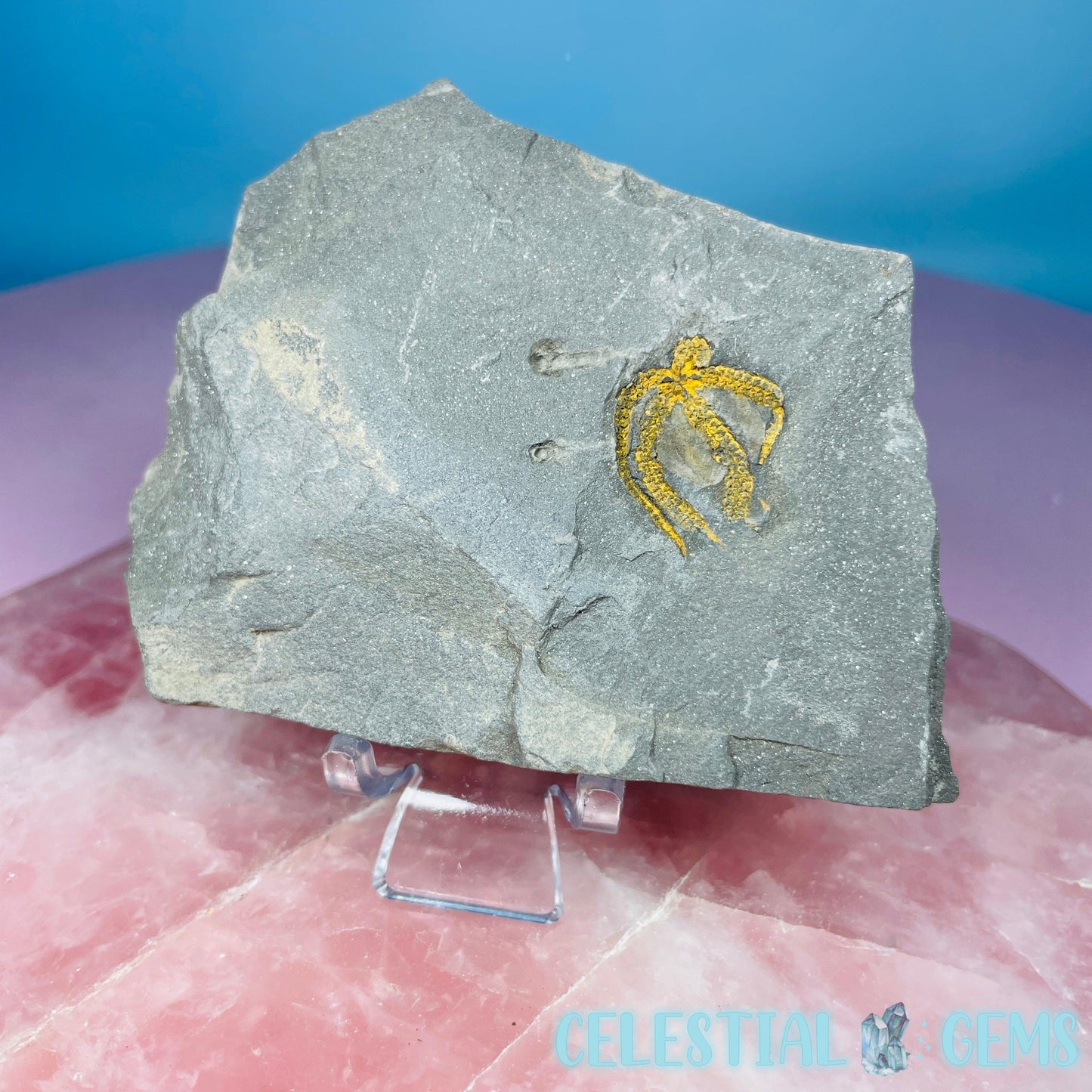 Rare Ophiura Brittle Starfish Small Fossil Plate