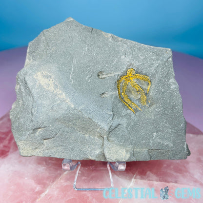 Rare Ophiura Brittle Starfish Small Fossil Plate