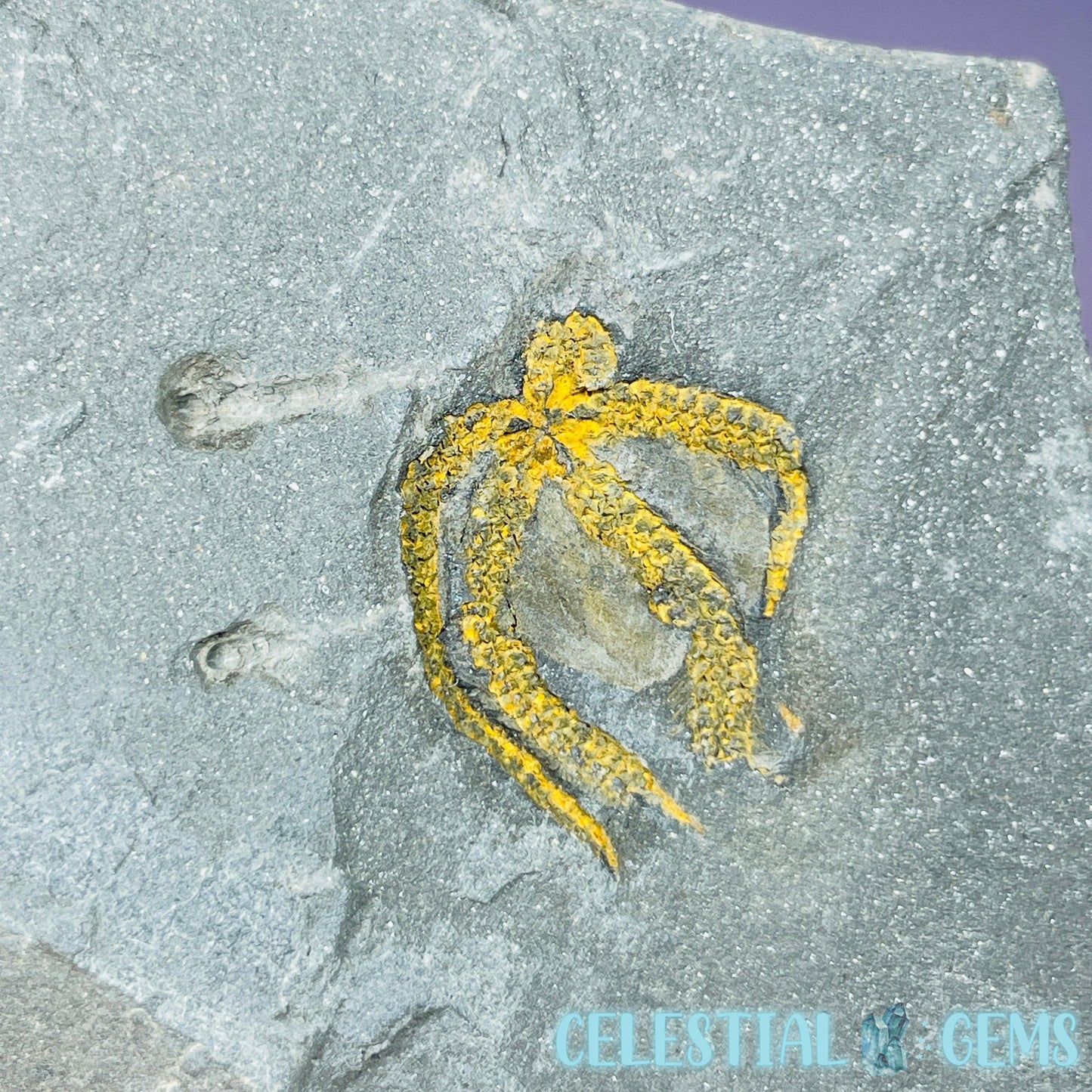 Rare Ophiura Brittle Starfish Small Fossil Plate