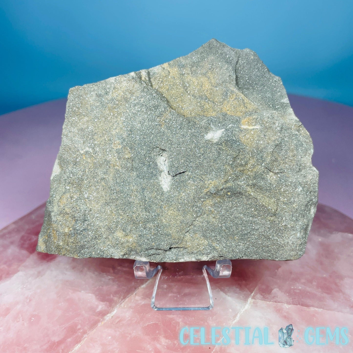 Rare Ophiura Brittle Starfish Small Fossil Plate