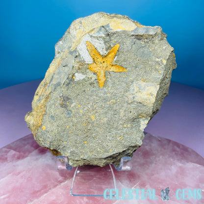 Petraster Feather Starfish Medium Fossil Plate