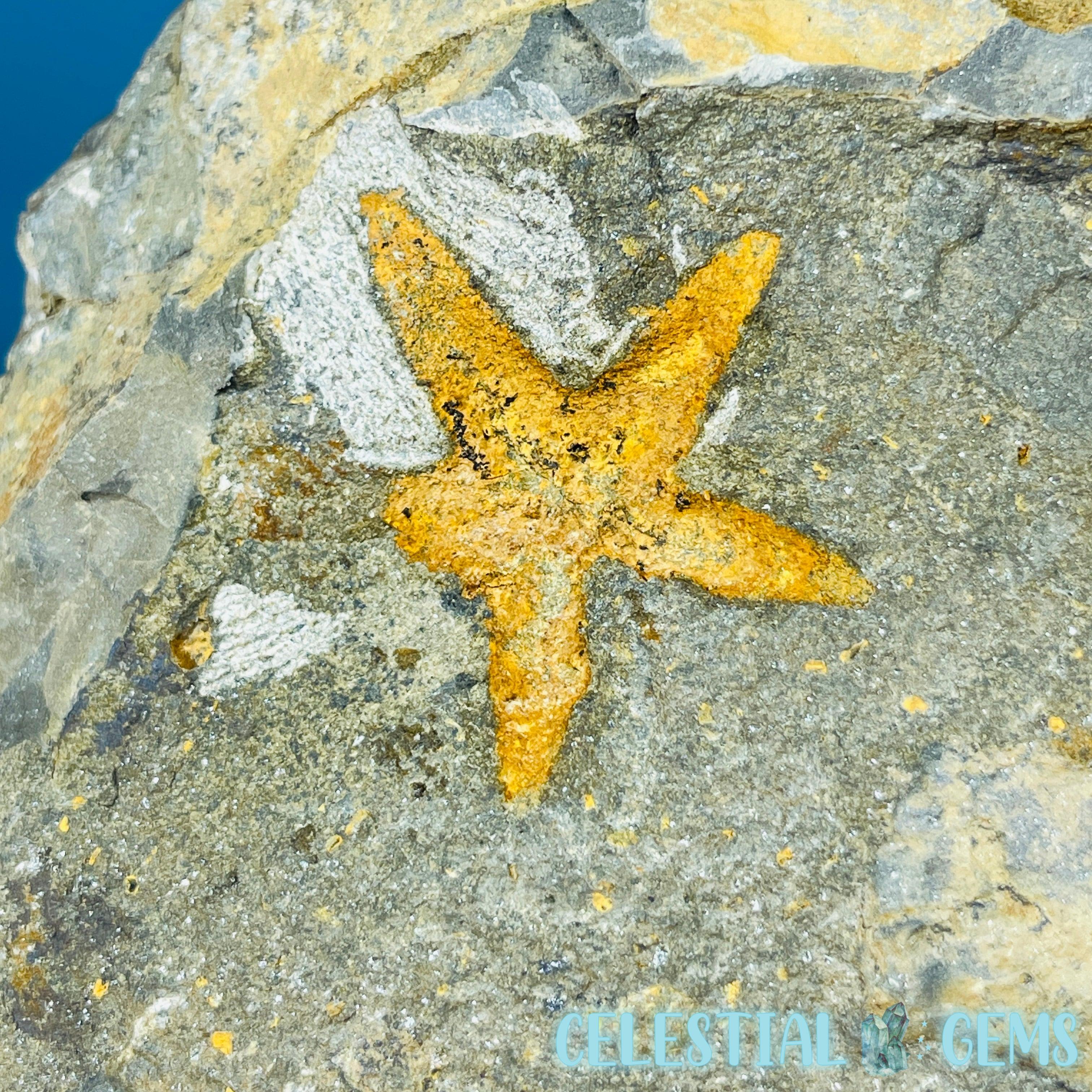 Petraster Feather Starfish Medium Fossil Plate – Celestial Gems NZ