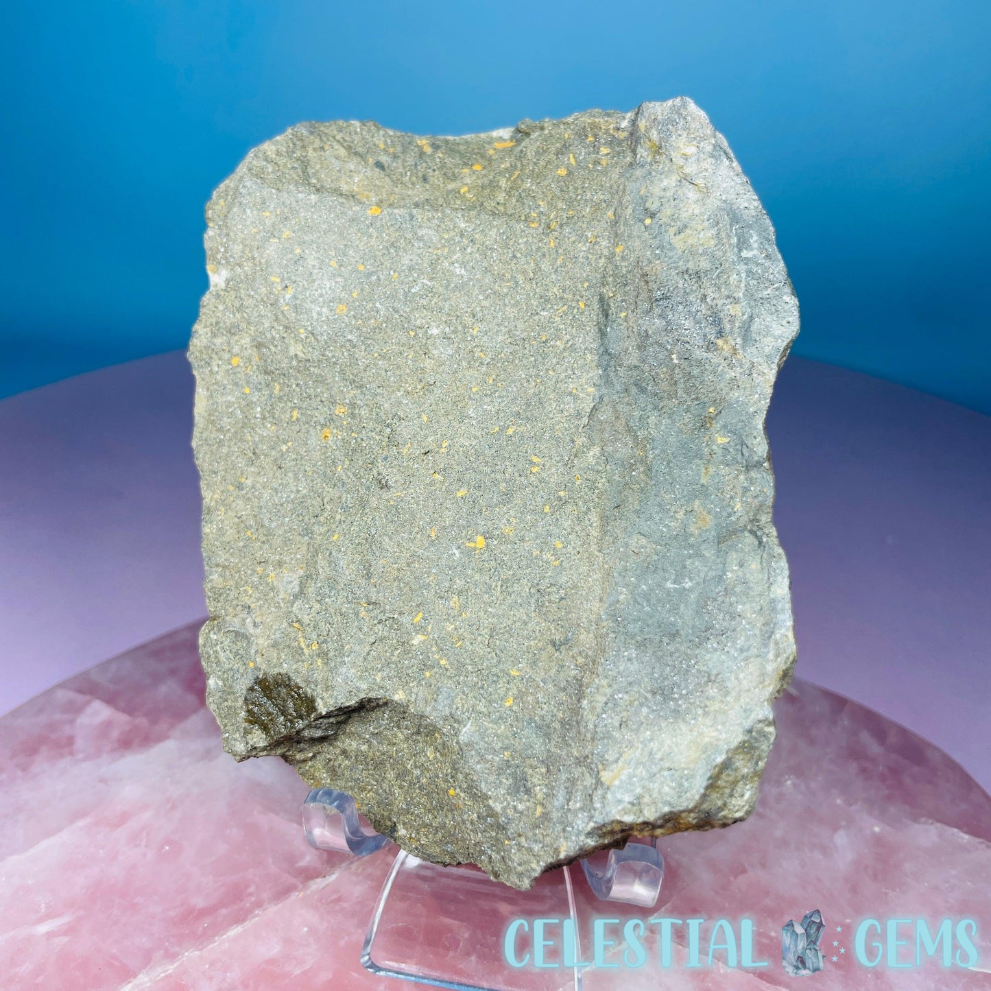 Petraster Feather Starfish Medium Fossil Plate