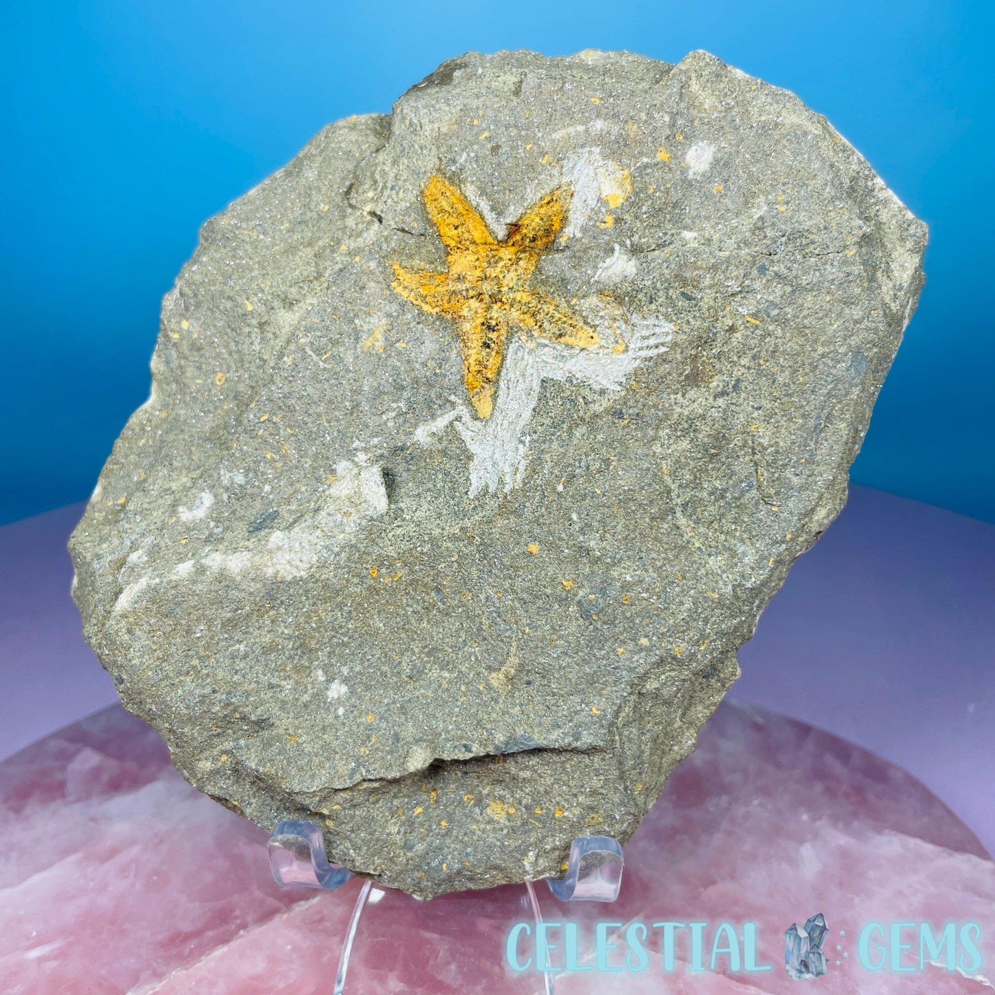 Petraster Feather Starfish Medium Fossil Plate