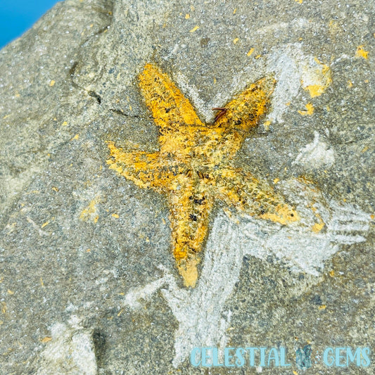 Petraster Feather Starfish Medium Fossil Plate