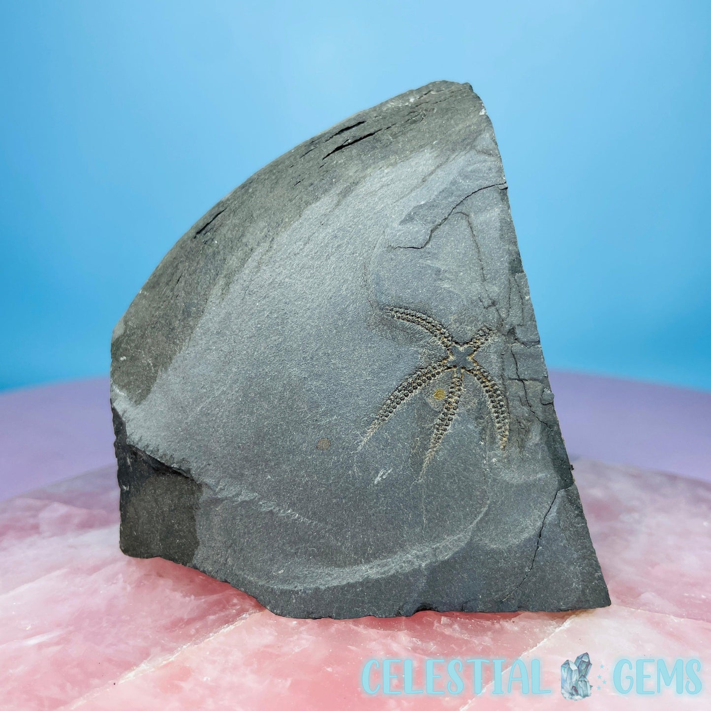 Rare Ophiura Brittle Starfish Small Fossil Plate