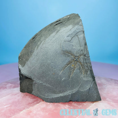 Rare Ophiura Brittle Starfish Small Fossil Plate