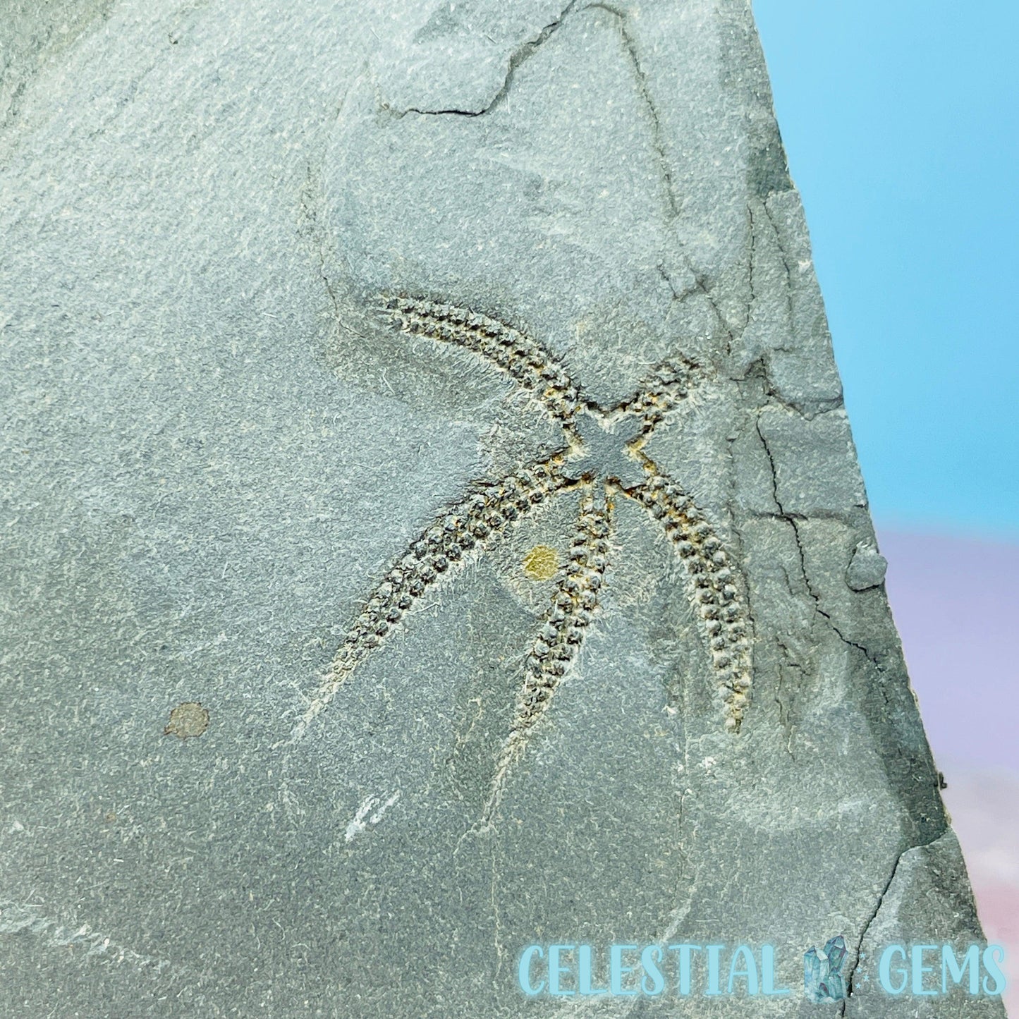 Rare Ophiura Brittle Starfish Small Fossil Plate