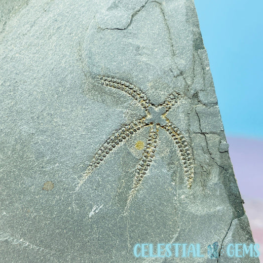 Rare Ophiura Brittle Starfish Small Fossil Plate