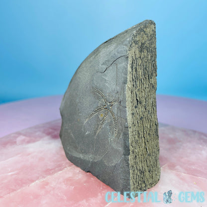 Rare Ophiura Brittle Starfish Small Fossil Plate