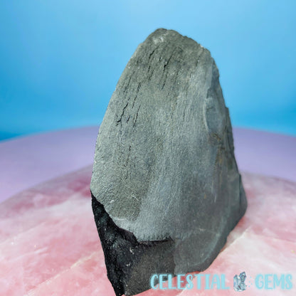 Rare Ophiura Brittle Starfish Small Fossil Plate