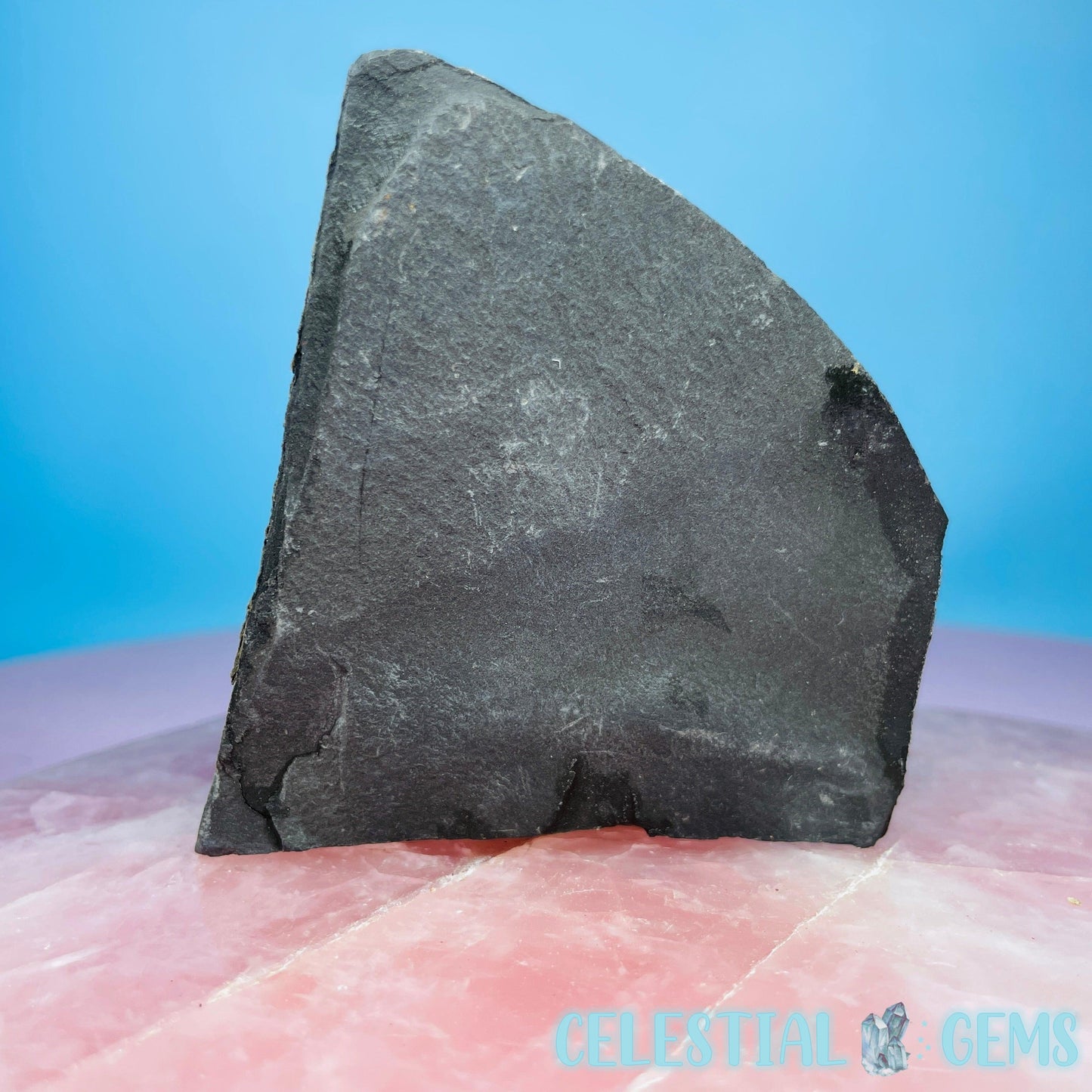 Rare Ophiura Brittle Starfish Small Fossil Plate