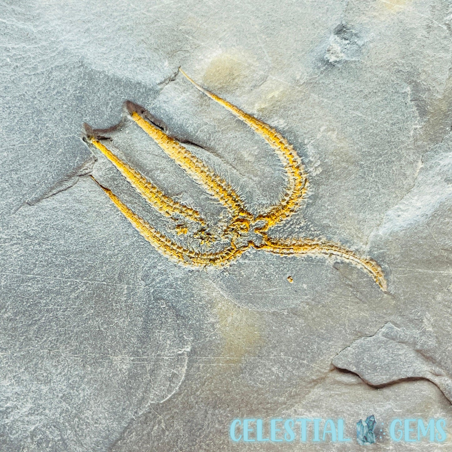 Rare Ophiura Brittle Starfish Medium Fossil Plate