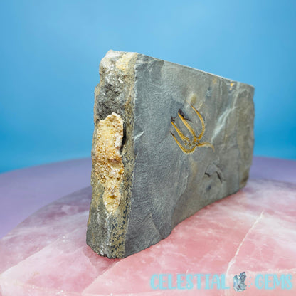 Rare Ophiura Brittle Starfish Medium Fossil Plate