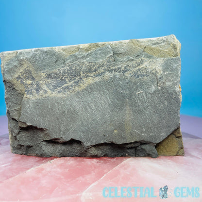 Rare Ophiura Brittle Starfish Medium Fossil Plate