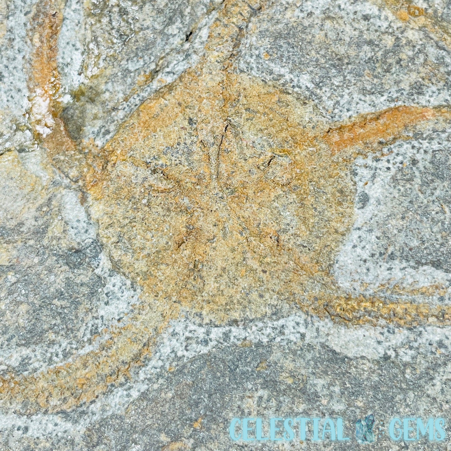 Rare Ophiura Brittle Starfish Large Fossil Plate