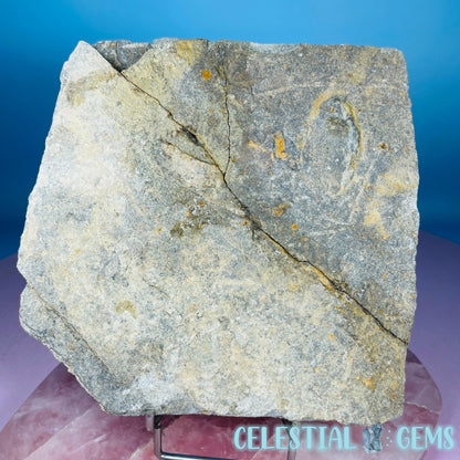 Rare Ophiura Brittle Starfish Large Fossil Plate