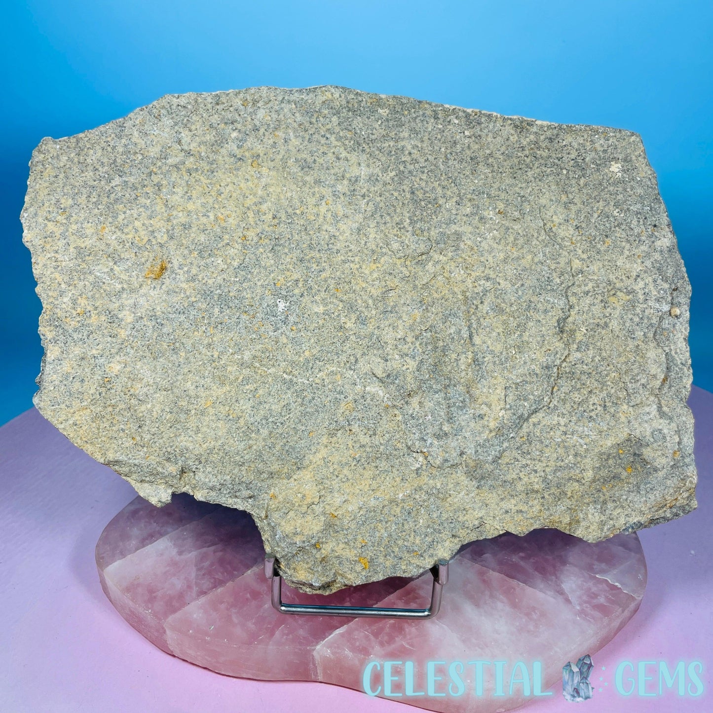 Rare Ophiura Brittle Starfish Large Fossil Plate