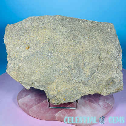 Rare Ophiura Brittle Starfish Large Fossil Plate