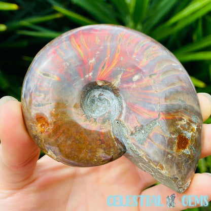 Polished Ammonite Fossil Medium Specimen (Amazing Flash!) Video A