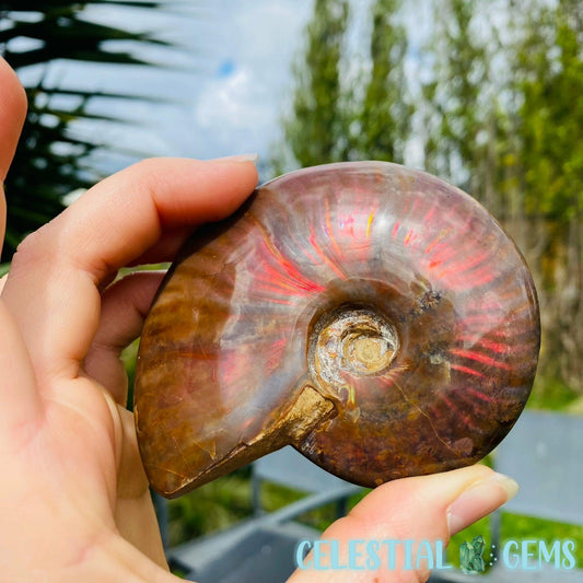 Polished Ammonite Fossil Medium Specimen (Amazing Flash!) Video B